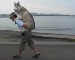 Man Gives His Husky A Piggyback Ride When She Gets Tired On Their Walk