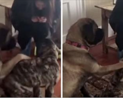 Mastiff Teaches Baby Brother How to Sit in Heartwarming Video