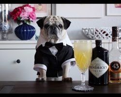 Meet Rocco: The Pug Bartender We Never Knew We Needed In Our Lives