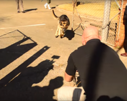 [Video] Military Dog Reunites With Soldier After Years Apart. When They Open The Gate, He Runs Full Speed
