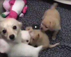 Watch This Mother’s Reaction After Being Reunited With Her Puppies