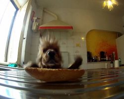 He Didn’t Know How Food Kept Disappearing, So He Set Up A Camera And Busted His Dog Doing This!