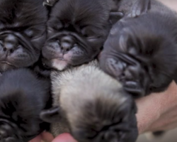 These Newborn Pug Puppies Are Too Cute, I’m Dying!!
