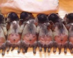 Mom lines up her newborn pugs for naptime, captures them sleeping blissfully