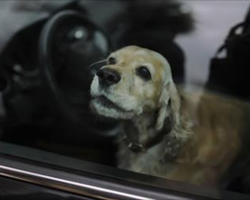 No One Believed What He Claimed His Dog ALWAYS Did In The Car, So He Filmed a Video To Prove It