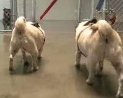 Obese Pugs Abandoned By Owner, Find A New Healthy Home