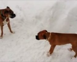 Old Boxer Dog Tricks Puppy Into Running Circles. Too Funny!
