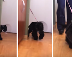 Their blind dog just got surgery to fix her eyes, now watch as she walks around the corner