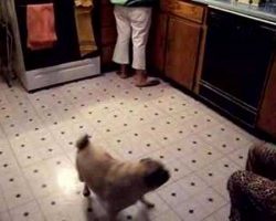 Ozzy The Pug Imitates The Blender