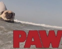 PAWS – The JAWS Parody You Never Knew You Needed, But Definitely Do…