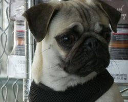 Pepe the Paralyzed Pug Will Warm Your Heart!