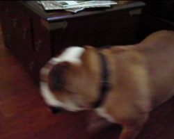 This Perpetual Motion Bulldog Is Unstoppable!