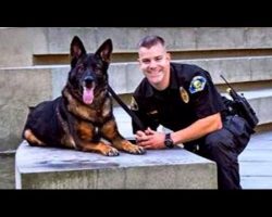 Police Dog Shot in Line of Duty Reunited with Cop