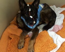 Police Officer To Adopt Canine Partner Shot In Line Of Duty