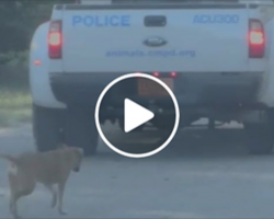 When This Police Stops For a Dog Following Them, She Hops Inside The Vehicle