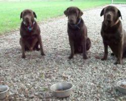 This Polite Chocolate Lab Trio Will Put A Smile On Your Face! Amen!