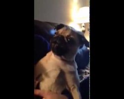 This Pug Has His Own Language When It Comes To Protecting His Human