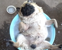 Pug Begs For A Bath And Receives The Most Incredible Full Body Bubble Bath Of His Life!