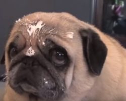 Pug Busted For Doing THIS. She Will Melt Your Heart.