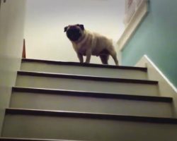 This Adorable Pug Has Conquered The Mountain! Signature Pug Sneeze At The Top Too!