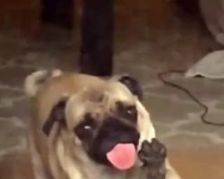 Pug Discovers Invisible Force Field. Watch What Happens. It’s Priceless.