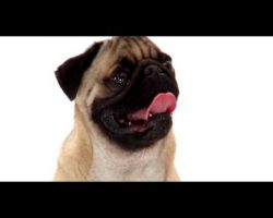 Pug Dogs 101