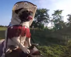 Pug Dressed As Cowboy Takes A Horseback Ride – What Happened Is Obviously Adorable