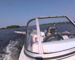 Pug Drives a Boat and Takes On The Open Water!