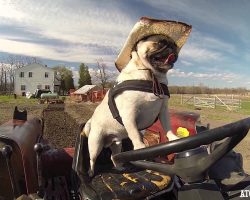 Pug Drives Tractor To Help Prepare the Fields for Carrot Harvest
