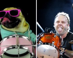 Badass Drummer Pug Performs Killer Cover of Metallica’s “Enter Sandman”