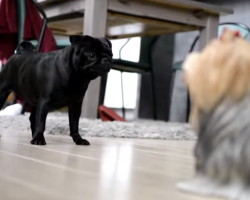 Pug Encounters Yorkie Statue. His Reaction? Priceless.