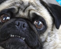 Look What we JUST Discovered about Pugs!