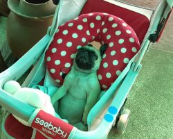 Pug Puppy Lies In Eternal Bliss As He Sleeps In A Baby Stroller