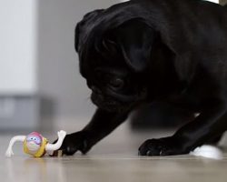 Pug Finds A Swimming Bath Toy On The Floor. Her Reaction Is Hilarious!