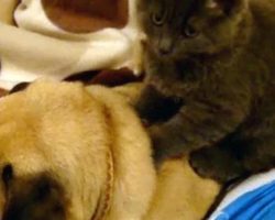 Pug Happily Snores As A Cat Gives Him A Back Massage