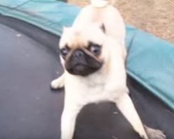Pug Goes Pscyho On The Trampoline. And It’s Hilarious!