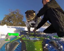 Pug Goes Snowboarding and Shows Humans How It’s Done!