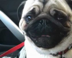 Pug LOSES IT After Finding Out He’s Going To Petsmart