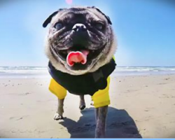 Pug Heads To The Beach For A Fun-Filled Day Of Barrels, Whitewash and Surfing