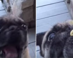 Pug Chows Down His Ultimate Comfort Food. Yummy!