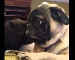 Pug Meets A Mini Pig. Their Reaction? Priceless!