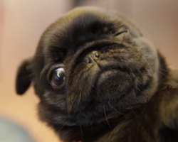 Pug Puppies Are Magical! (MEGA CUTE COMPILATION)