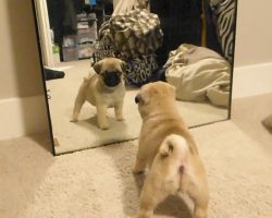 Pug Puppies Fight Their Own Mirror Reflections. It’s The Cutest Thing Ever!