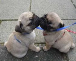 Oh My Gosh! These Two Pug Puppies Kissing Will Make Your Heart Melt!