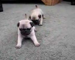 Pug Puppies 4 Weeks Old Will Melt Your Heart