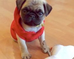 This Pug Puppy Playing With A Stuffed Olaf Is The Cutest Thing Ever!