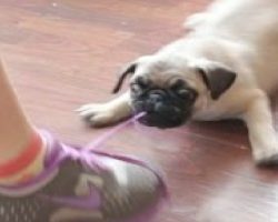 This Epic Battle Between Pug Puppy And Shoe Is Too Cute For Words