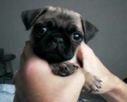 Ready For A Pug Puppy Break? Meet Sausage Biscuit!