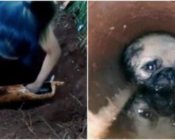 [Video] Pug Puppy Went Missing, Then Woman Heard Squeals Coming From An Underground Pipe…