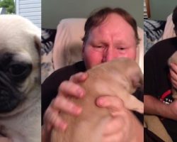 Pug Puppy Gets Grown Man Reduced To Mush!